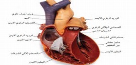 عن القلب by narmeen - Illustrated by نرمين ابورمضان - Ourboox.com