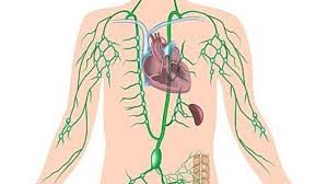 اجهزة جسم الانسان by maria - Ourboox.com
