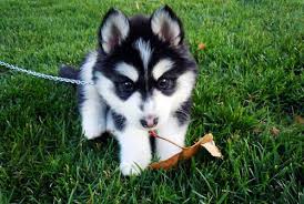 mapelln is my life by tamar - Ourboox.com