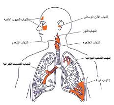 الجهاز التنفسي by zena tamimi - Ourboox.com