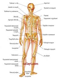 اجهزه جسم الانسان by besan rajaby - Ourboox.com