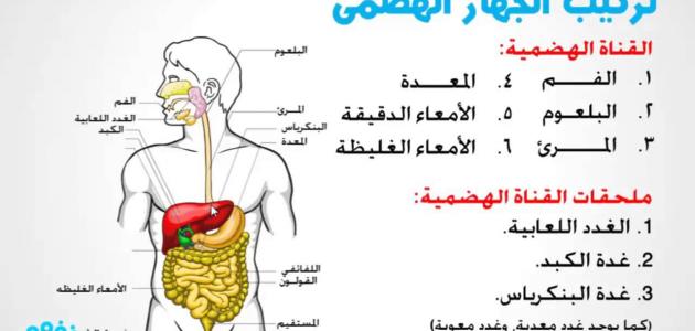 اجهزه جسم الانسان by besan rajaby - Ourboox.com