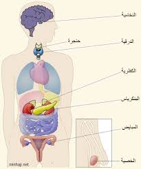اجهزه جسم الانسان by besan rajaby - Ourboox.com