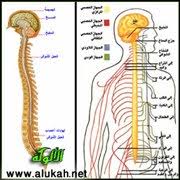 اجهزه جسم الانسان by besan rajaby - Ourboox.com
