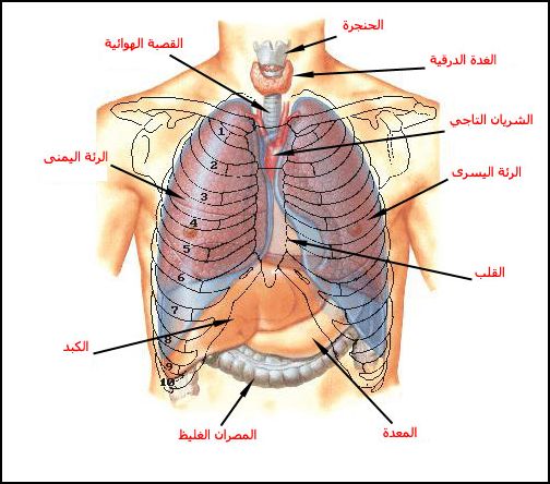 الجهاز التنفسي by bara shweiki - Ourboox.com