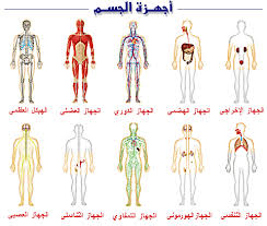 أجهزه جسم الانسان by saraessileh - Ourboox.com