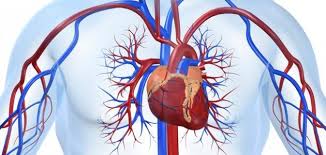 الجهاز الدوراني by sadeen rajbe - Ourboox.com