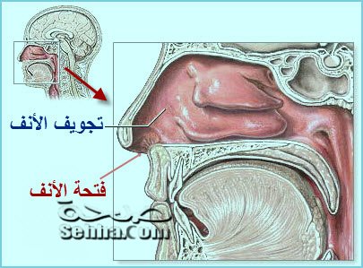 الجهاز التنفسي by bara shweiki - Ourboox.com