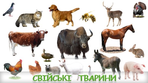 Свійські тварини by Ira Beloborodova - Ourboox.com