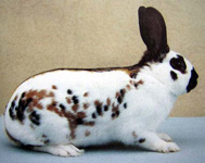 Свійські тварини by Ira Beloborodova - Ourboox.com