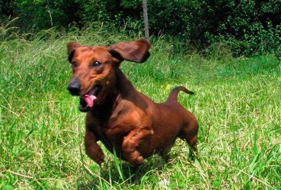 Свійські тварини by Ira Beloborodova - Ourboox.com