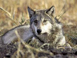 Дикі тварини by Glazova Olesy - Ourboox.com