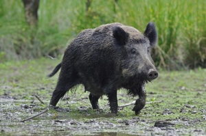 Дикі тварини by Glazova Olesy - Ourboox.com