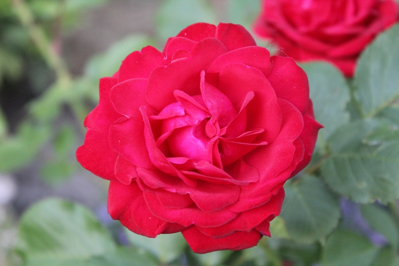 وحدة العقيدة الاسلامية by Dania zitoon - Illustrated by دانيا زيتون yh - Ourboox.com