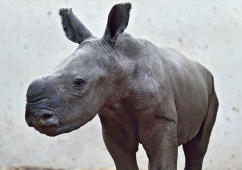 Timur the Rhino by Mor - Ourboox.com