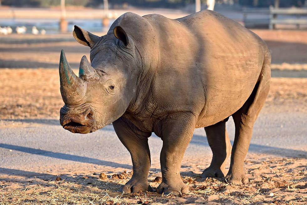 Timur the Rhino by Mor - Ourboox.com