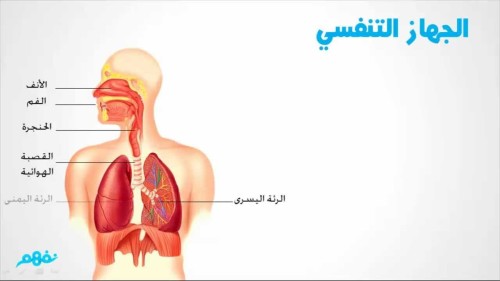 الجهاز التنفسي by sireen - Ourboox.com