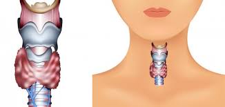 الجهاز التنفسي by fatoom - Ourboox.com