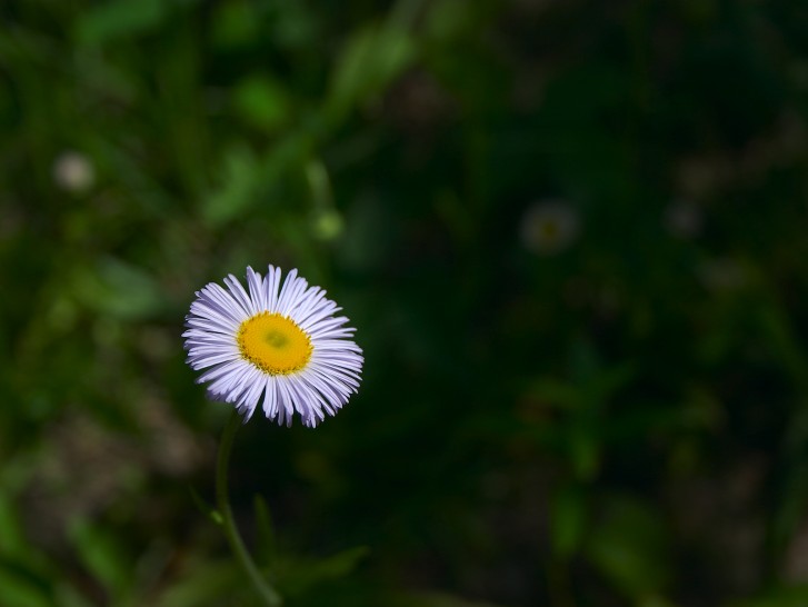 פרחים by rony - Ourboox.com