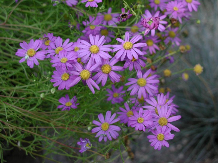 פרחים by rony - Ourboox.com