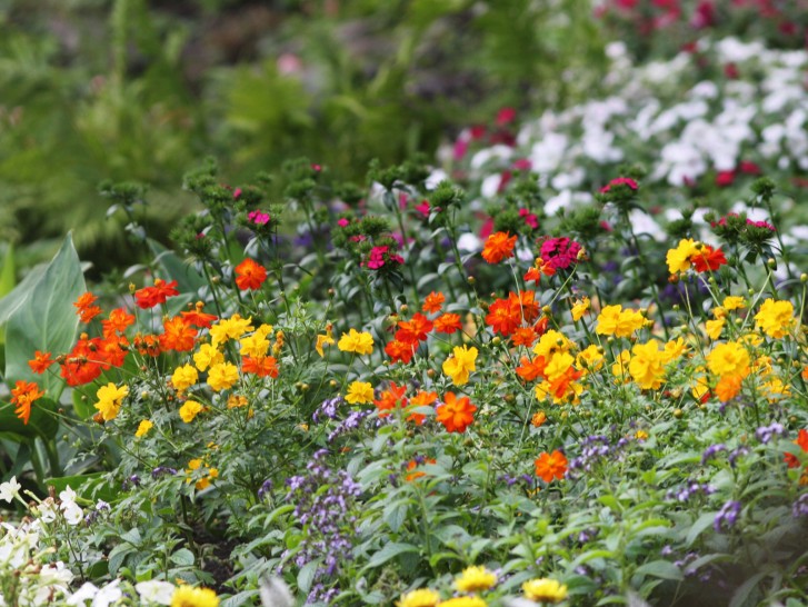 פרחים by rony - Ourboox.com