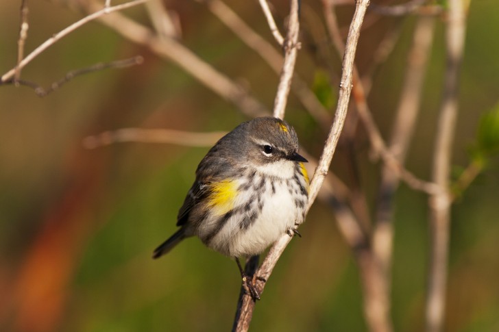חיות נהדרות by rony - Illustrated by רוני גולדשמידט - Ourboox.com