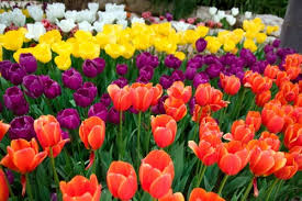 בגינה שלי by zvanunu - Illustrated by זיו ונונו - Ourboox.com