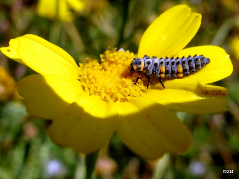 בגינה שלי by zvanunu - Illustrated by זיו ונונו - Ourboox.com