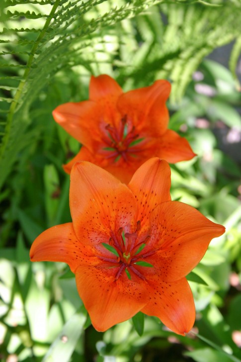 הפרחים שלי by linoy - Ourboox.com