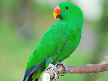 יאנקו מן העיר התחתית / תיאודור by barkanthezayan - Ourboox.com