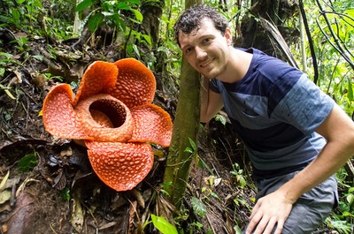 רפלסיה – הפרח הגדול בעולם by maya azulai - Ourboox.com