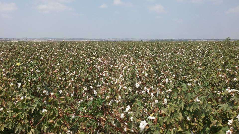ספר השירים והלחנים של טולי דביר / tuli dvir by edna cohen - עדנה כהן - Illustrated by עדנה כהן edna cohen - Ourboox.com
