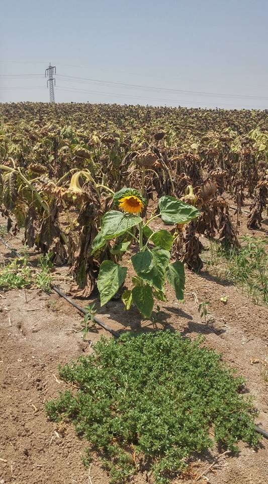 ספר השירים והלחנים של טולי דביר / tuli dvir by edna cohen - עדנה כהן - Illustrated by עדנה כהן edna cohen - Ourboox.com