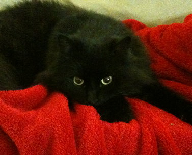 cats,cats and more cats! by nadav marco - Ourboox.com