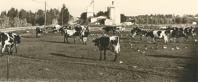 מושב בצרה בראשית שנותיו-רחוב הנחלים עם הפרות של אלי מנשה