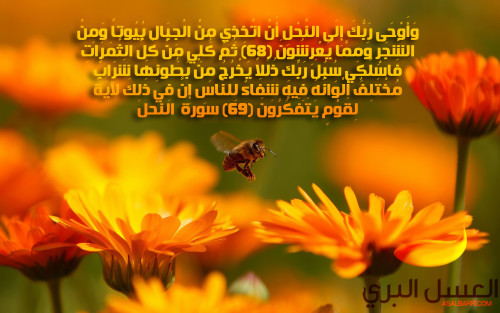 ُالنَّحلُ والعَسَل by aseel mtane - Ourboox.com