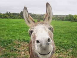 donkey