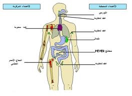 جهاز المفاوي by sondosbakri - Ourboox.com