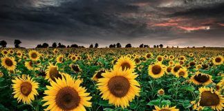 Квітка by galin - Ourboox.com