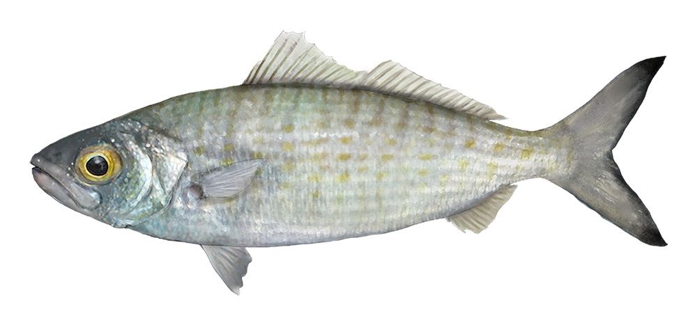 נעמי – אלבום העלייה של משה פיש by hovav - Ourboox.com