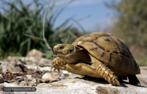 צב יבשה by tigisthaylu - Ourboox.com