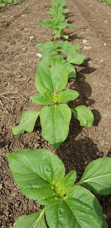 ספר השירים והלחנים של טולי דביר / tuli dvir by edna cohen - עדנה כהן - Illustrated by עדנה כהן edna cohen - Ourboox.com