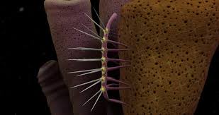 NESLİ TÜKENDİĞİ İÇİN ŞANSLI OLDUĞUMUZ 10 HAYVAN by Miray - Ourboox.com