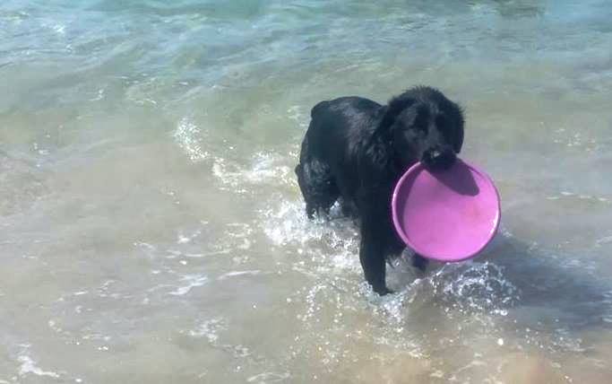 CJ the Wonder Dog by Shani Wahrman - Ourboox.com