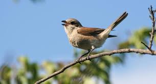 הדג שלא רצה להיות דג by anatyanay - Illustrated by עדי צור וענת אלמו - Ourboox.com