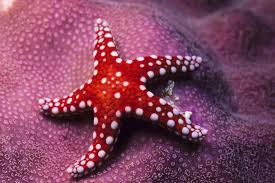 Starfish by lizzie ben adato - Ourboox.com