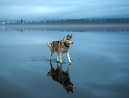 My dog by Harel school - Ourboox.com