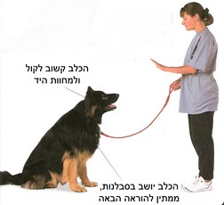 גידול כלבים by shira - Ourboox.com