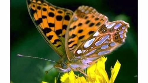 איך נולד הפרפר? by hodayaweizman - Illustrated by הודיה ויצמן - Ourboox.com