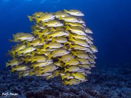 בעלי חיים ימיים by shoval hadad - Illustrated by שובל חדד - Ourboox.com